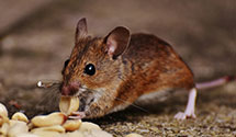 gopher-and-mole-control Experts in Howe
